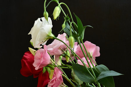 bouquet of pink and white flowers on black backgroundの写真素材