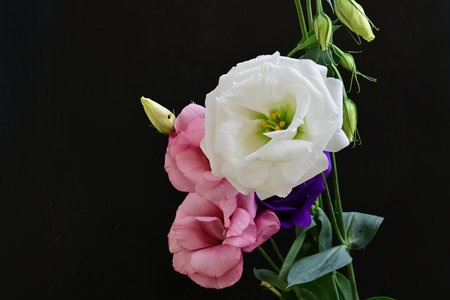 Bouquet of pink and white flowers on black background