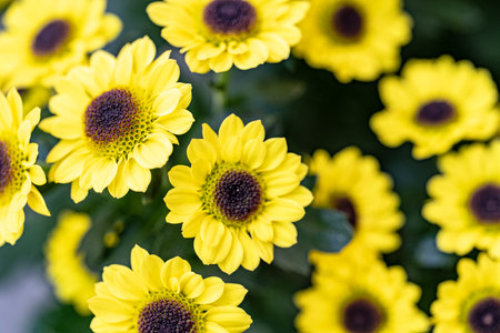 Yellow chrysanthemum flowers in the garden. Selective focus.
