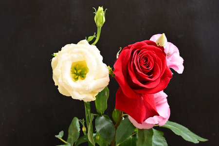 Beautiful roses on black background, valentine's day concept