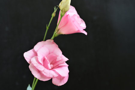 pink eustoma flower on black background with space for textの写真素材