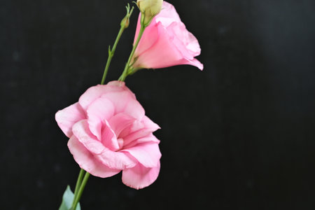 Pink eustoma flowers on black background, closeup of photoの写真素材