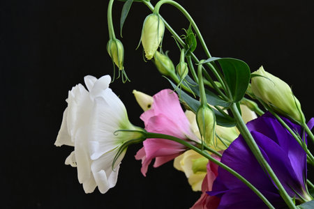 bouquet of eustoma flowers on black background close up