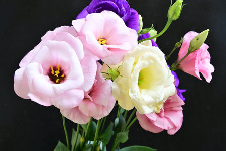 Bouquet of pink and white eustoma flowers on black backgroundの写真素材
