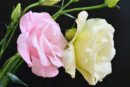 Pink and white eustoma flowers on black background, close upの写真素材