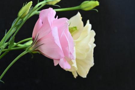 Pink and white eustoma flowers on a black background. Close up.の写真素材