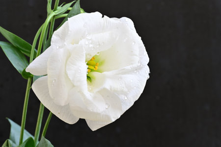 Beautiful white tulip on black background. Close-up.の写真素材