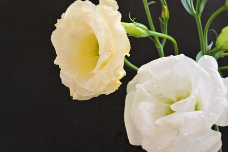 Beautiful eustoma flowers with water drops on black background.の写真素材