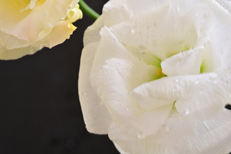 White tulip on a black background with water drops, close upの写真素材