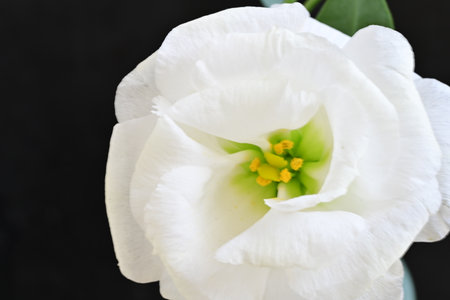 White tulip on black background, closeup of beautiful spring flowerの写真素材