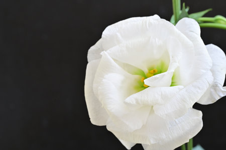 White Eustoma flower on black background with copy space for textの写真素材