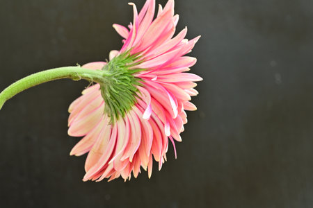 Pink gerbera flower isolated on black background with copy space.の写真素材