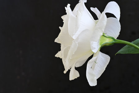 White rose on black background with copy space for your text or image