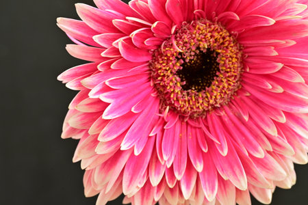 Pink gerbera flower isolated on black background, closeup of photoの写真素材