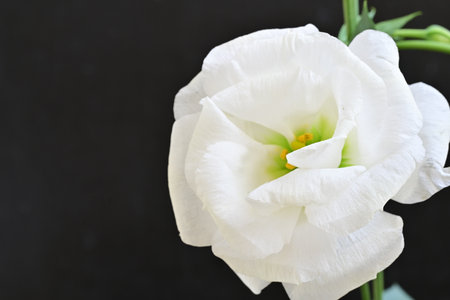 White Eustoma flower on black background with copy space for textの写真素材