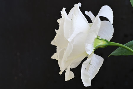 White rose on a black background with copy space for your text.の写真素材