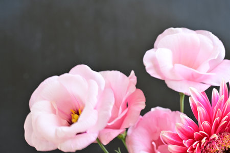 Beautiful pink flowers on black background with copy space for text.の写真素材