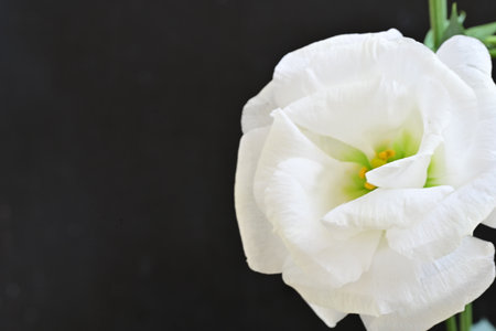 White freesia flower on black background with copy space for textの写真素材