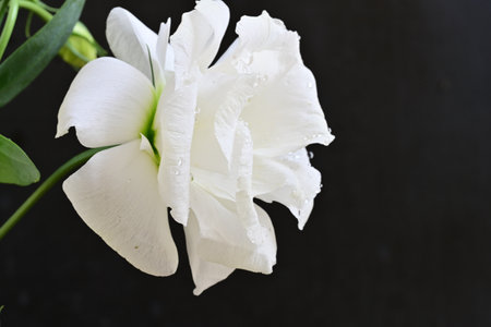 White rose flower on black background with copy space for text or designの写真素材