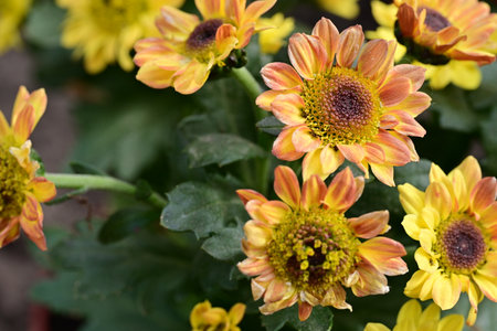 Chrysanthemum flowers blooming in the summer garden.