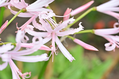 Close up of pink spider lily flower in garden, Thailand.の写真素材