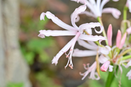 Close up of pink spider lily flower in the garden, stock photoの写真素材