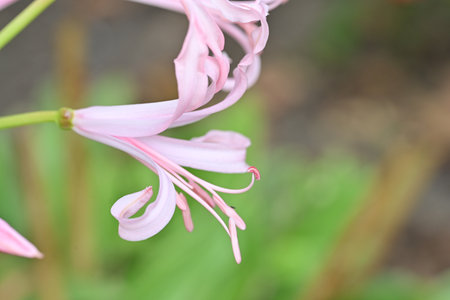 pink lily flower in the garden, soft focus, selective focus