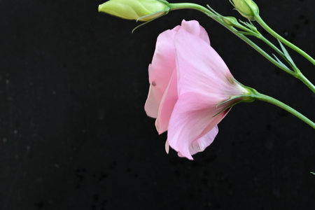 Pink Eustoma flower isolated on black background with copy space.の写真素材