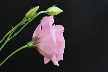 Pink Eustoma flower on a black background with space for textの写真素材