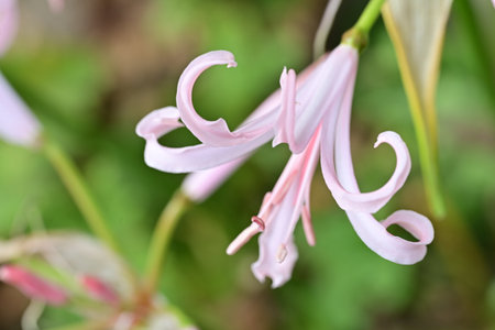 pink lily flower in the garden, closeup of photoの写真素材