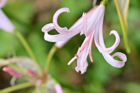 Orange pansy in the pot on the black backgroundの写真素材