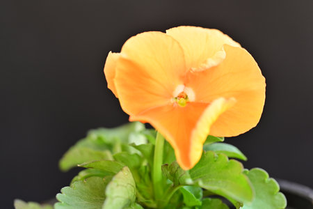 Pink flower in the garden.の写真素材