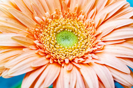 Orange gerbera flower close up, natural background, selective focusの写真素材