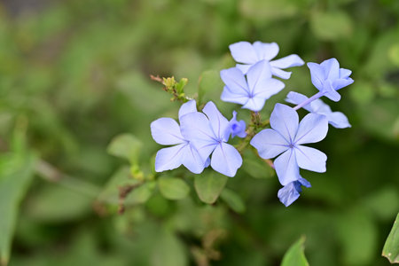Plumbago auriculata, Cape leadwort, Plumbago auriculataの写真素材