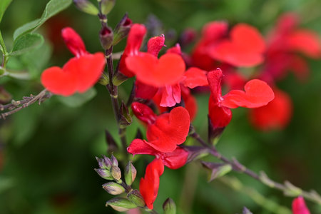 Red Salvia flowers in the garden, close-up, shallow depth of fieldの写真素材