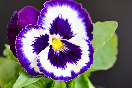purple and white pansy flower isolated on black background close upの写真素材