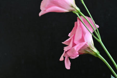 pink freesia on black background, closeup of photoの写真素材