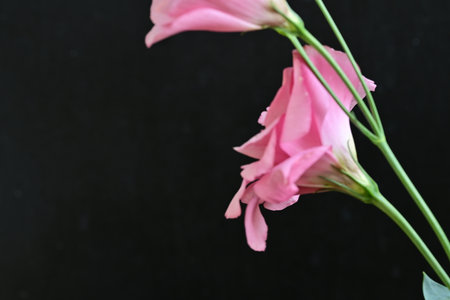 pink freesia on black background, closeup of photoの写真素材