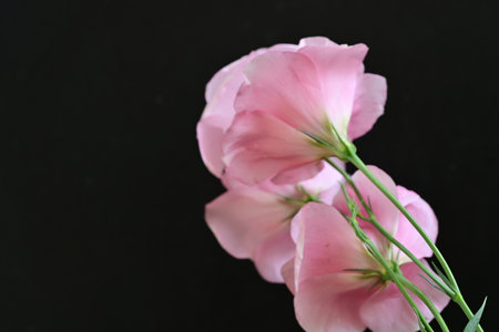 Pink eustoma flowers on black background, closeup of photoの写真素材