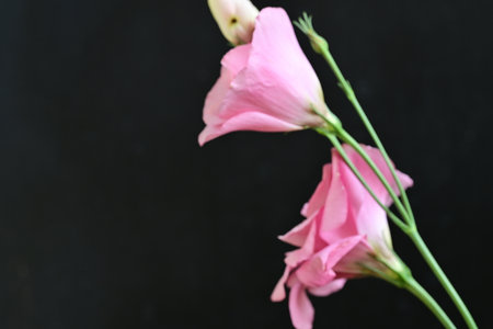 pink freesia flowers on black background, shallow dofの写真素材