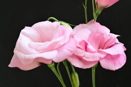 Beautiful pink flowers on black background, closeupの写真素材