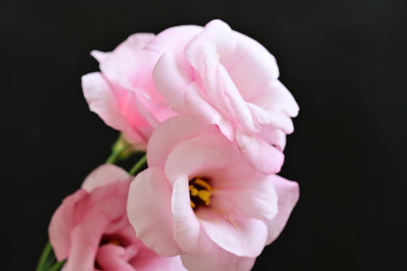 Beautiful pink eustoma flowers on black background, closeupの写真素材