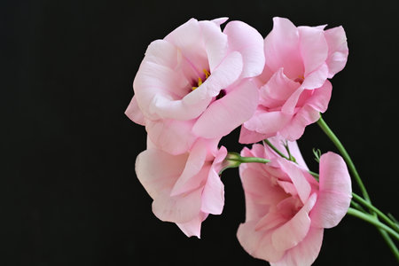 Beautiful pink eustoma flowers on black background, closeupの写真素材