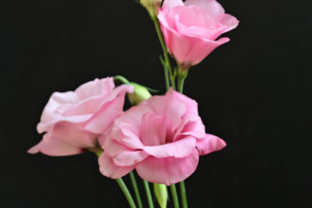 Beautiful pink eustoma flowers on black background, closeupの写真素材