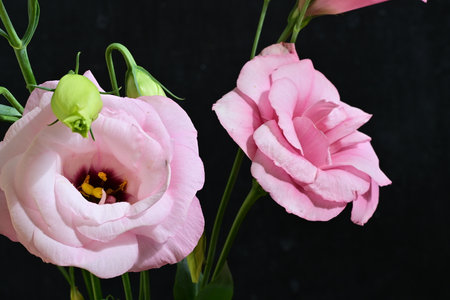 beautiful pink eustoma flowers on black background close-upの写真素材
