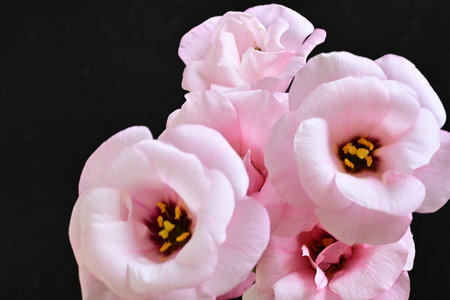 Bouquet of pink freesia flowers on black background.の写真素材