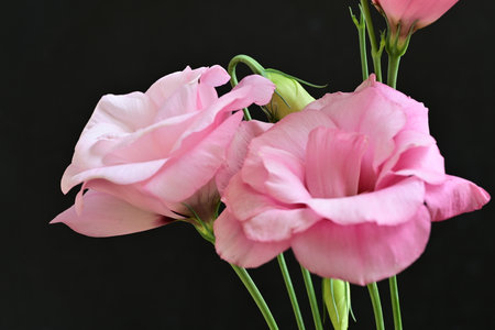 Beautiful pink eustoma on a black background, close upの写真素材
