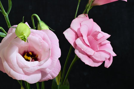 Pink flowers on a black background, close-upの写真素材