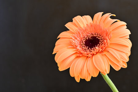 Orange gerbera flower isolated on black background with copy space.の写真素材