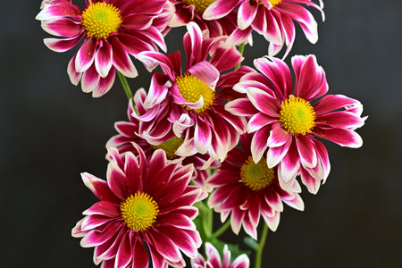 Colorful flowers on a black background.